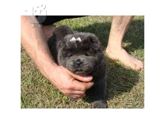 PoulaTo: Δύο κουτάβια Chow Chow διαθέσιμα